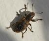 Sitona sp.